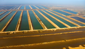 Open water Spirulina production facility.